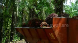 Malaysia: Palm oil production is crucial to the economy of Malaysia