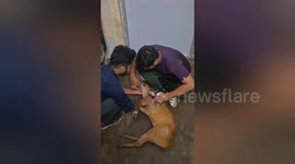 Social organisation first aid a baby deer wandering in trapped in barbed wire Shahdol, Madhya Pradesh