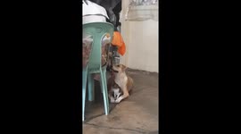 Pet dog sits patiently with tiny kitten waiting for food