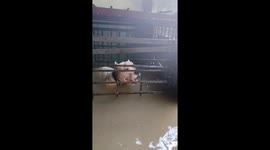 Pet dog trapped in cage rescued from floods in the Philippines