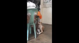 Pet dog sits patiently with tiny kitten waiting for food