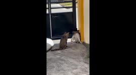 Cat stands on his head while warding off attack from rival feline