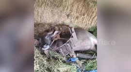 Buffalo with head stuck in tractor wheel helped to escape