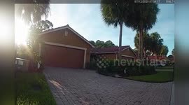 Police catch giant alligator on family's driveway in Florida