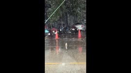 Kind driver rescues kitten from busy road