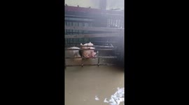 Pet dog trapped in cage rescued from floods in the Philippines