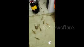 School of 100 fish enter villagers' house during flood in China, homeowner hunts them with net