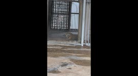Mother tiger retrieves wandering cub back to safety inside zoo enclosure in Henan, China