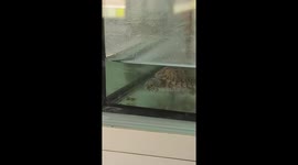 Turtle mistakes its own poop for food in aquarium in Fujian, China