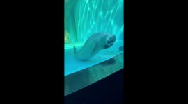 Seal adorably scratches head and rests briefly in aquarium in Beijing, China
