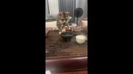 Playful kitten startled by splashing water and tumbles off table in Guangdong, China