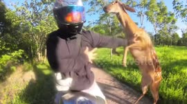 Man gets surprised by deer attack while sitting on motorcycle in Shanghai, China