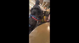 Dog barks at nearby diners inside Jollibee SM Mall of Asia in Pasay, Philippines