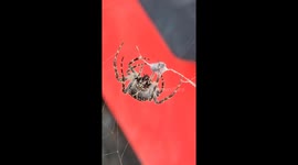 Spider Wrapping Up Dinner