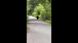 Black Bear Triplets Cross Bridge