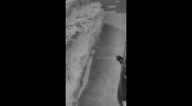 San Francisco Officials Seek Suspect in Raccoon Abuse Case