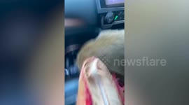 Wild monkeys raid car leaving passengers terrified
