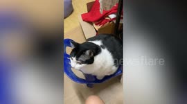 Chubby pet cat jumps onto plastic chair for food
