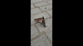 Moth Mate On Walkway