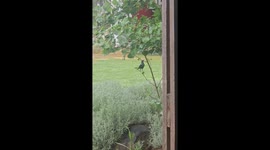 Mischievous Willie Wagtail annoys a crow in this hilarious clip