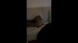Guilty as charged: Pup raids mom’s purse, flees with unexpected loot