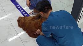 Overweight lazy dog needs sliding across the tiles at vet's clinic