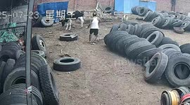 Mechanic tries to scare away goat only for it to chase him across yard