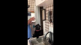 Dog Happily Waits For Old Paper Towel Roll