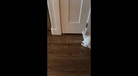 Kitten Gets Stuck in the Pantry