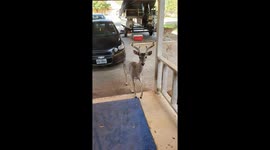 Feeding the Neighborhood Deer
