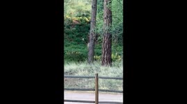 Elk Spotted Dancing in the Forest