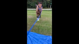 Horse reacts strongly to blue tarpaulin during field walk in Chicago, Illinois, USA