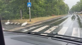 Swans calmly cross pedestrian lane in Halle Saale, Germany