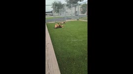 Mother and her puppy at a pound enjoy a good roll in the artificial turf.