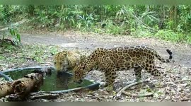 Guatemala: Thirsty Tapirs And Jaguars Find Lifesaving Water In Guatemala’s Jungle Thanks To Artificial Pools