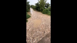 Thousands of Ducks Gracefully Avoid a Tree Branch on the River