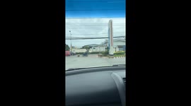 Escaped sheep visit petrol station to munch on bushes