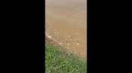 Hundreds of fish feed at the same time in muddy river