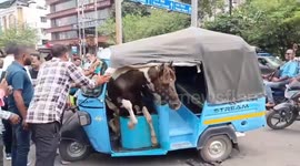 Horse fight in India’s Jabalpur causes chaos, crashes into E-rickshaw