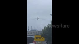 Monkey crosses road by clambering across power lines 'like a human'