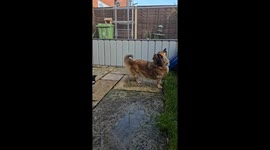 Morning fun: Magpie sneaks behind dog and moves away teasingly