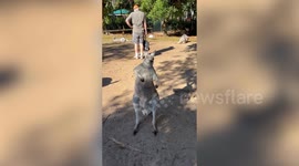 Kangaroo spotted playing air guitar