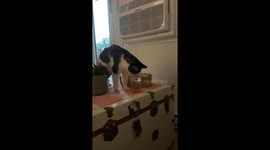 Cat playfully knocks over glass of water in Winnipeg, Canada