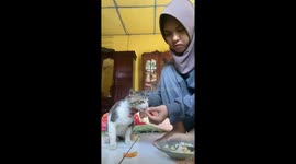 Girl feeding a cat with fish meal ends up with a bitten finger