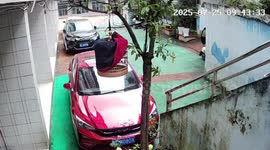 Cat climbs tree and pulls bird from cage in Guizhou, China