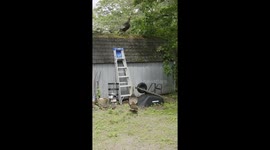 Young turkey struggles and falls trying to climb flipped wheelbarrow in New York, USA