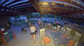 Dogs accidentally knock over woman while playing in New Orleans, Louisiana