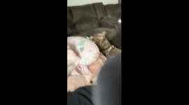 American bully caught sneaking kisses from baby in Cedar Rapids, Iowa