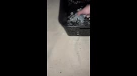 Volunteers Collect Sea Turtle Hatchlings Babies for Safe Release