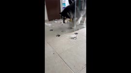 Dog Carefully Checks For Glass Doors